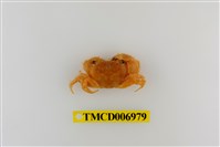 藏品(粗糙酋婦蟹)的圖片